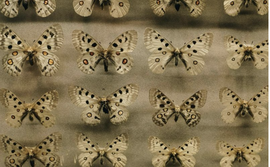 Biyoçeşitlilik Bilim Müzesi